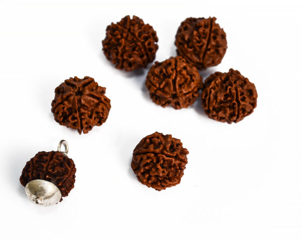 Rudraksha